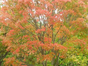 紅葉樹木の写真